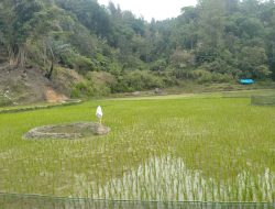 Sawa terasering desa salumokanan Utara seluas 75 hektar bisa di garap dua kali setahun