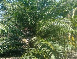 SEBAGIAN PETANI DIMAMUJU KEMBANGKAN TANAMAN SAWIT UNTUK TINGKATKAN PENDAPATAN