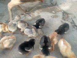 Beternak Ayam Kampung Rumahan, Peluang Usaha Yang Menjanjikan Di Tengah Keterbatasan Lahan