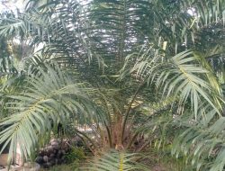 SAWIT JADI KOMODITAS ANDALAN PETANI DI KABUPATEN MAMUJU TENGAH