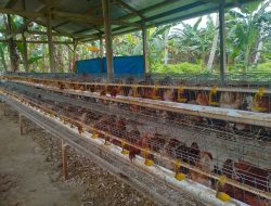 Peternakan Ayam Petelur Di Desa Sampaga Diharapkan Perkuat Ketahanan Pangan