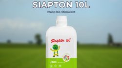 Petani mulai beralih ke biostimulator siapton untuk tingkatkan hasil panen