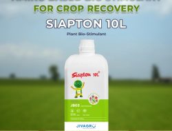Petani mulai beralih ke biostimulator siapton untuk tingkatkan hasil panen