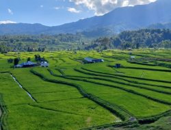 Persawahan terasering kabupaten Mamasa semakin meluas, Tambah 300 hektar Sawa baru di 2026