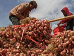 KABUPATEN ENREKANG SEBAGAI SENTRA HORTIKULTURA DI SULAWESI SELATAN