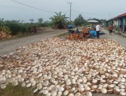 Pengusaha rumahan di desa sampaga olah kelapa jadi kopra dan arang secara alami