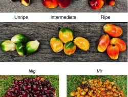 Pahami Tingkat Kematangan Buah Sawit Sebelum Di Panen