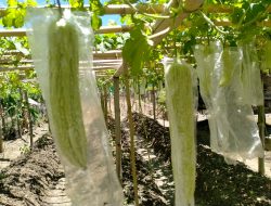 Pemampaatan Lahan Samping Rumah Untuk Budidaya Pare Tingkatkan Penghasilan Warga