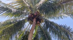 Desa Sampaga, Sentra Kelapa Dongkrak Ekonomi Warga