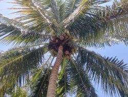 Desa Sampaga, Sentra Kelapa Dongkrak Ekonomi Warga