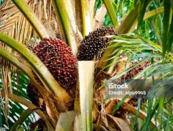 Sawit Jadi Tulang Punggung Ekonomi, Petani Di Salugatta Rasakan Dampak Nyata