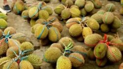Panen durian lokal di Mamuju mulai terlihat, penjual ramai di sepanjang jalan trans sulawesi