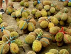 Panen durian lokal di Mamuju mulai terlihat, penjual ramai di sepanjang jalan trans sulawesi