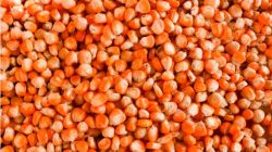 Tata cara menjemur jagung yang baik dan benar untuk hasil maksimal