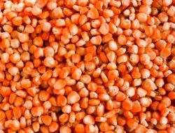 Tata cara menjemur jagung yang baik dan benar untuk hasil maksimal