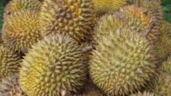 Panen Durian Menurun, Petani Desa Kalonding Tetap Bersyukur Di Tengah Cuaca Tak Menentu
