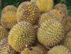Panen Durian Menurun, Petani Desa Kalonding Tetap Bersyukur Di Tengah Cuaca Tak Menentu