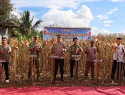 Kapolresta Mamuju Ikuti Panen Raya Jagung Serentak Kuartal II 2026 Bersama Presiden RI Dan Kapolri Melalui Zoom Meeting