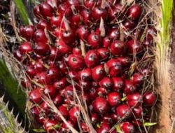 Harga TBS Sawit Di Sulbar Anjlok, Petani Menjerit Harapkan Harga Kembali Normal